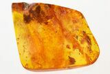 Detailed Fossil Planthopper (Fulgoroidea) w/ Long Proboscis In Amber #335553-3